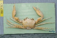 藏品(休氏聲蟹)的圖片